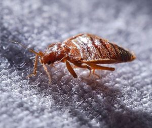 Bed Bug Heaters and Equipment